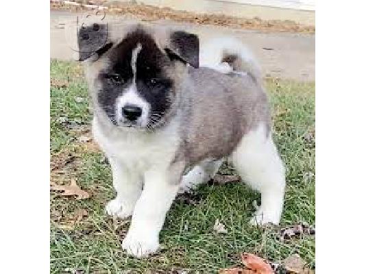 American Akita puppy
